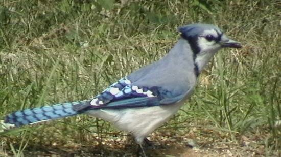  OISEAUX ET ECUREUILS