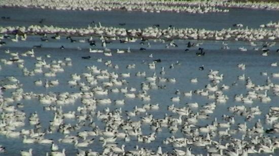 migration des oies au printemps